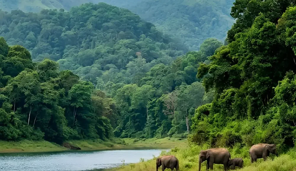 Kerala Family Delight package with Periyar lake, forest hills, boat ride, elephants and scenic Kerala wildlife beauty