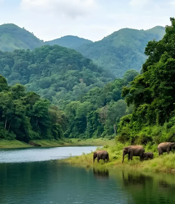 Kerala Family Delight package with Periyar lake, forest hills, boat ride, elephants and scenic Kerala wildlife beauty