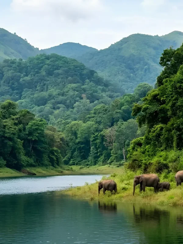 Kerala Family Delight package with Periyar lake, forest hills, boat ride, elephants and scenic Kerala wildlife beauty