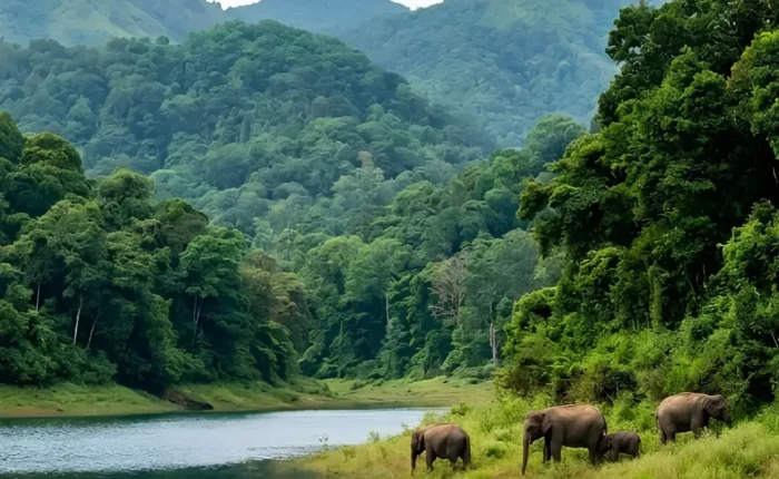 Kerala Family Delight package with Periyar lake, forest hills, boat ride, elephants and scenic Kerala wildlife beauty