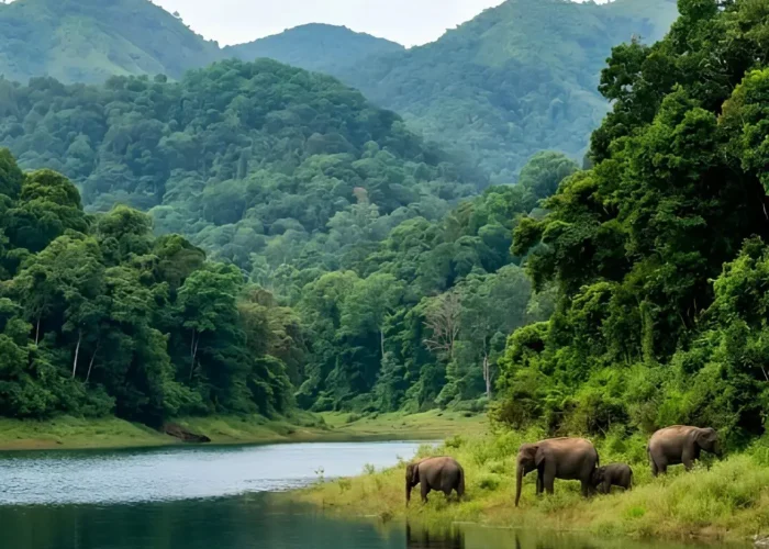 Kerala Family Delight package with Periyar lake, forest hills, boat ride, elephants and scenic Kerala wildlife beauty