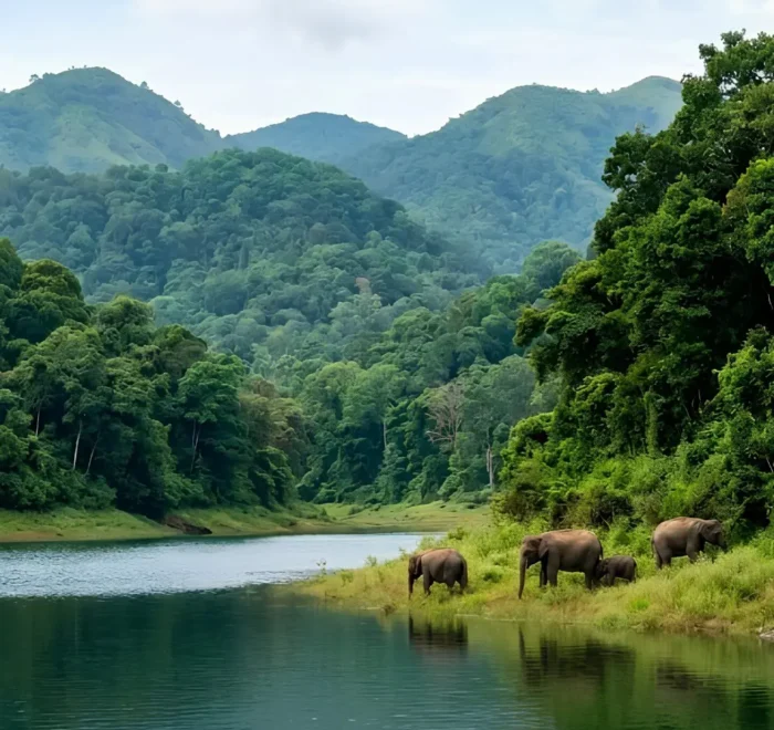 Kerala Family Delight package with Periyar lake, forest hills, boat ride, elephants and scenic Kerala wildlife beauty