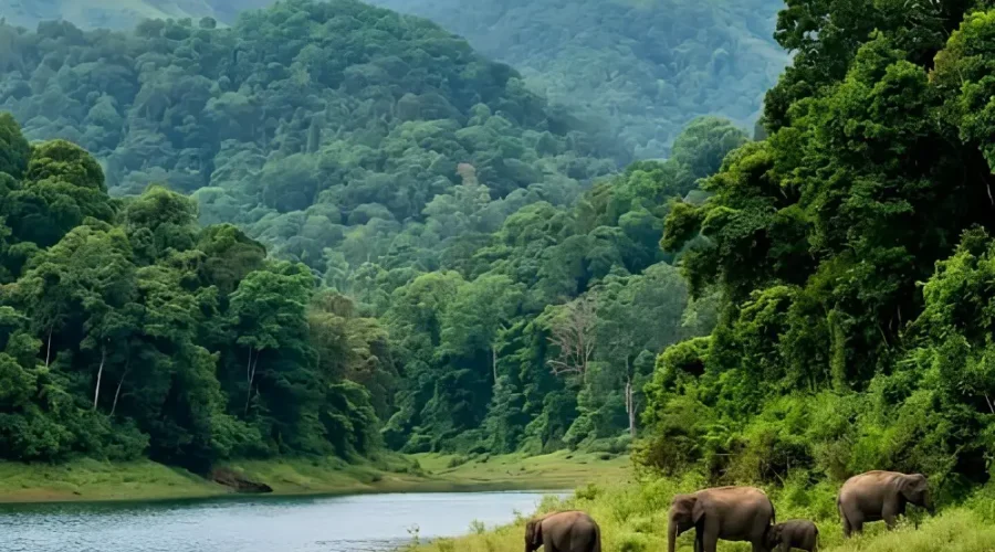 Kerala Family Delight package with Periyar lake, forest hills, boat ride, elephants and scenic Kerala wildlife beauty