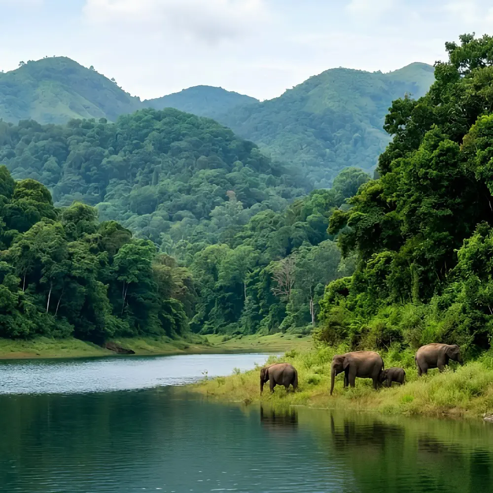 Kerala Family Delight package with Periyar lake, forest hills, boat ride, elephants and scenic Kerala wildlife beauty