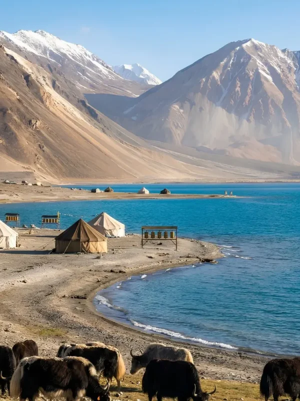 Leh Nubra Pangong package with Pangong Lake, mountain campsite, yaks and scenic Ladakh landscape