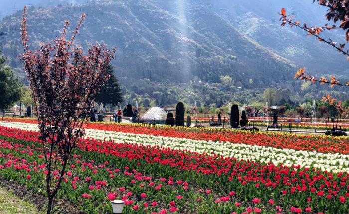 srinagar tulip garden