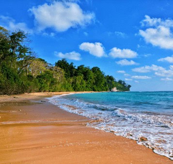 Pristine sandy beach along India's coastline with lush green trees and clear blue skies, perfect for tropical vacation and leisure travel.