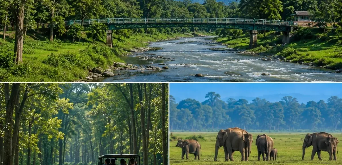 Dooars, Gorumara & Jaldapara Tour Package featuring Gorumara National Park, Jaldapara National Park, tea gardens and wildlife safari