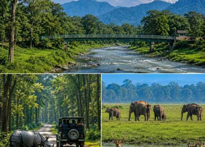Dooars, Gorumara & Jaldapara Tour Package featuring Gorumara National Park, Jaldapara National Park, tea gardens and wildlife safari