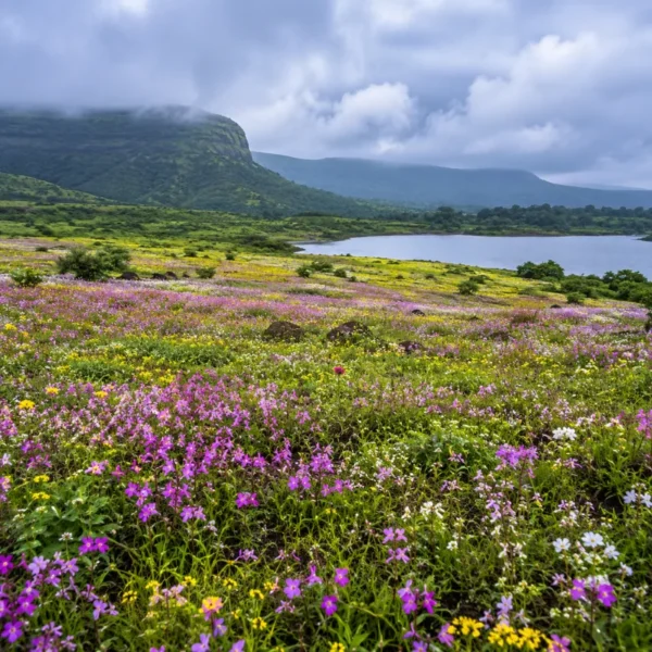 Satara Kaas Plateau tour with colourful seasonal wildflowers, green hills and scenic Western Ghats landscapes