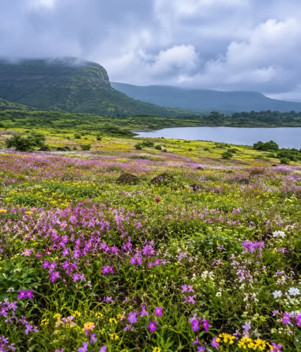 Satara Kaas Plateau tour with colourful seasonal wildflowers, green hills and scenic Western Ghats landscapes