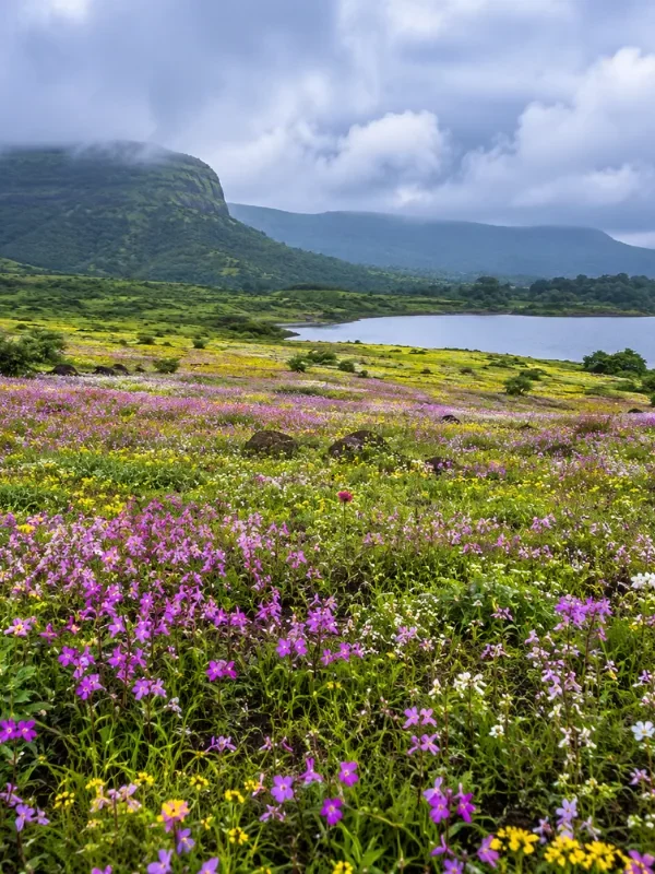 Satara Kaas Plateau tour with colourful seasonal wildflowers, green hills and scenic Western Ghats landscapes
