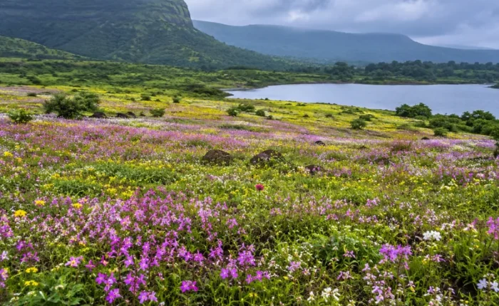 Satara Kaas Plateau tour with colourful seasonal wildflowers, green hills and scenic Western Ghats landscapes