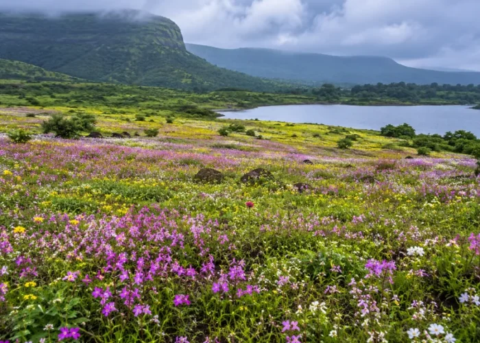 Satara Kaas Plateau tour with colourful seasonal wildflowers, green hills and scenic Western Ghats landscapes