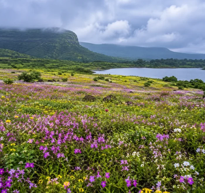 Satara Kaas Plateau tour with colourful seasonal wildflowers, green hills and scenic Western Ghats landscapes