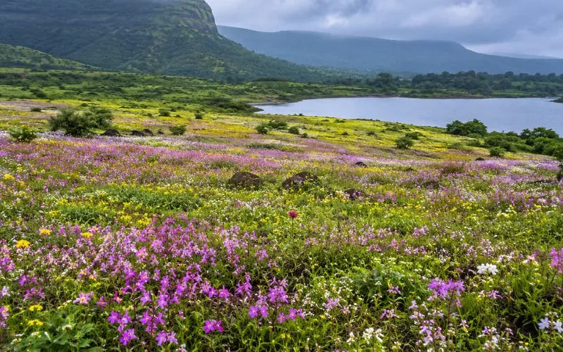 Satara Kaas Plateau tour with colourful seasonal wildflowers, green hills and scenic Western Ghats landscapes