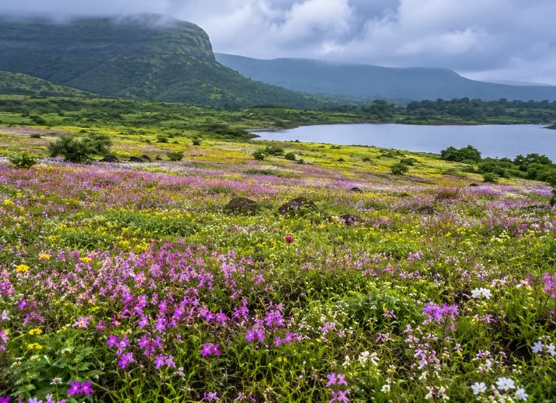 Satara Kaas Plateau tour with colourful seasonal wildflowers, green hills and scenic Western Ghats landscapes