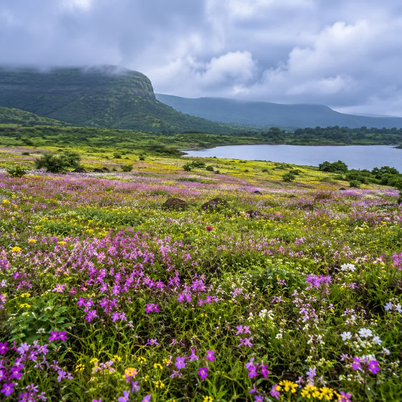 Satara Kaas Plateau tour with colourful seasonal wildflowers, green hills and scenic Western Ghats landscapes
