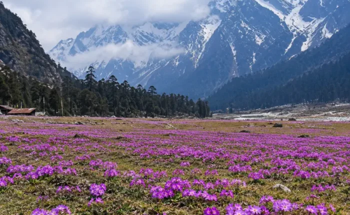 Sikkim Grand Tour featuring Gangtok, Lachung and Pelling with Himalayan mountains, valleys, monasteries and waterfalls