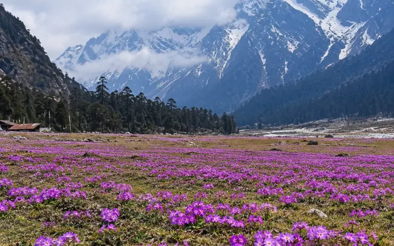 Sikkim Grand Tour featuring Gangtok, Lachung and Pelling with Himalayan mountains, valleys, monasteries and waterfalls