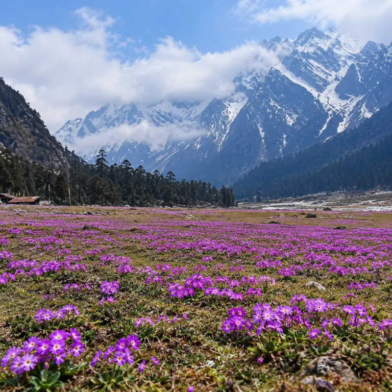 Sikkim Grand Tour featuring Gangtok, Lachung and Pelling with Himalayan mountains, valleys, monasteries and waterfalls