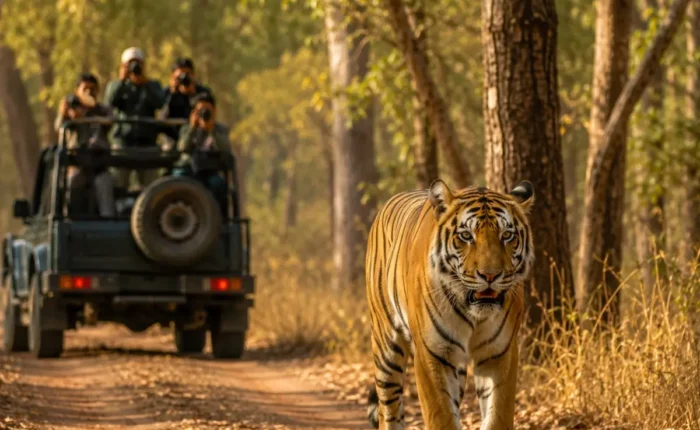 Tadoba Tiger Safari Tour Package featuring Bengal tigers, jeep safari, Tadoba Andhari Tiger Reserve, lakes and lush forest landscapes.