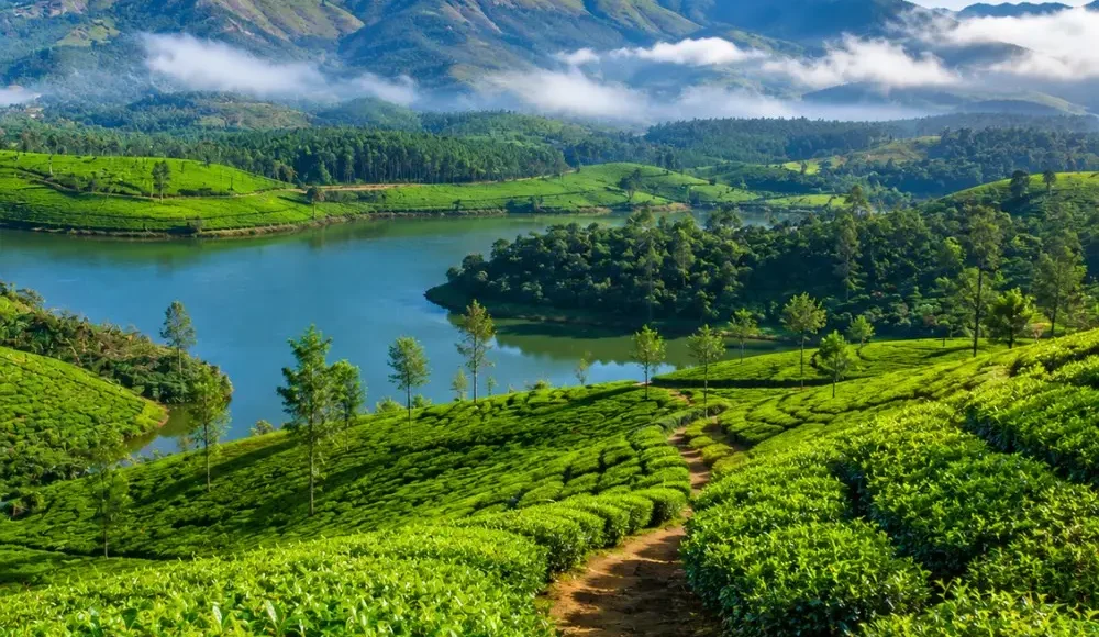 Munnar tea gardens with rolling green hills, misty valleys and clear morning light in Kerala’s Western Ghats.