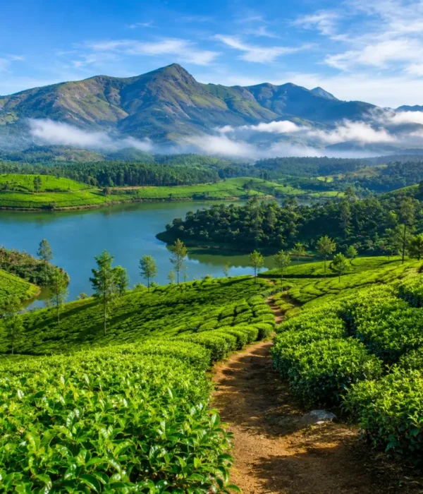 Munnar tea gardens with rolling green hills, misty valleys and clear morning light in Kerala’s Western Ghats.