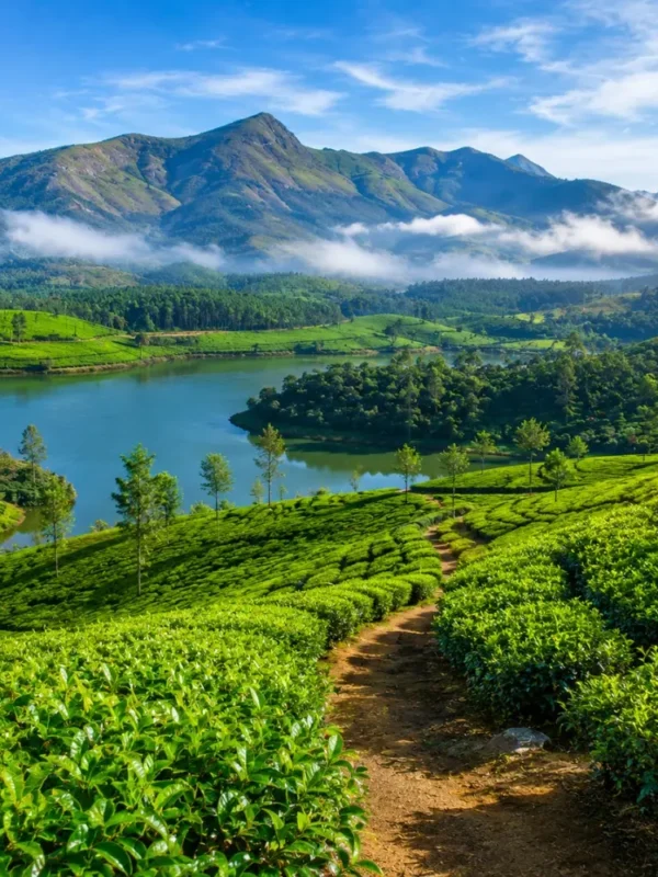 Munnar tea gardens with rolling green hills, misty valleys and clear morning light in Kerala’s Western Ghats.