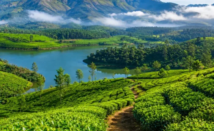 Munnar tea gardens with rolling green hills, misty valleys and clear morning light in Kerala’s Western Ghats.