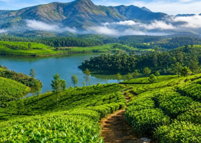 Munnar tea gardens with rolling green hills, misty valleys and clear morning light in Kerala’s Western Ghats.