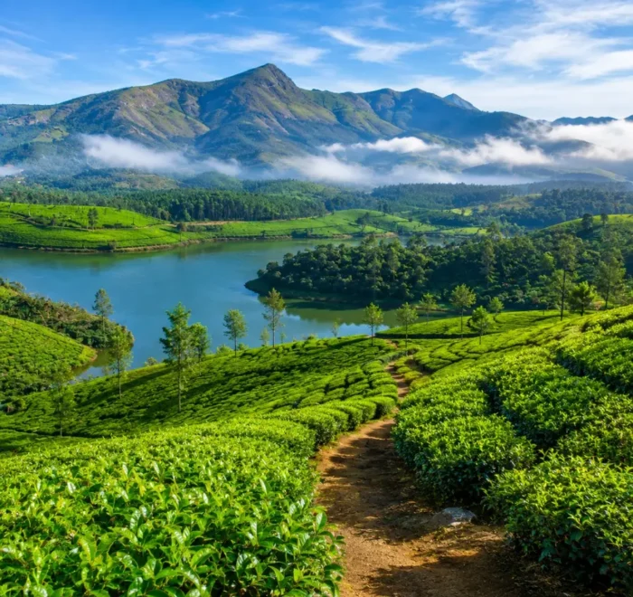 Munnar tea gardens with rolling green hills, misty valleys and clear morning light in Kerala’s Western Ghats.