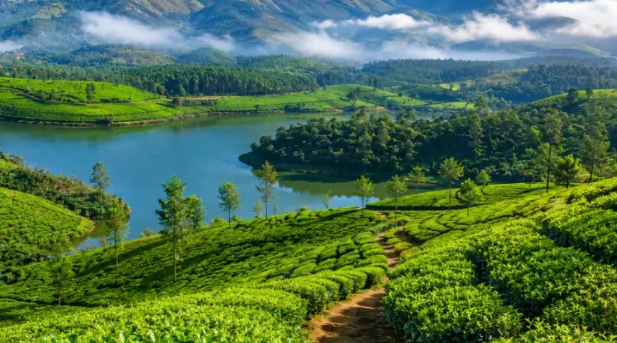 Munnar tea gardens with rolling green hills, misty valleys and clear morning light in Kerala’s Western Ghats.