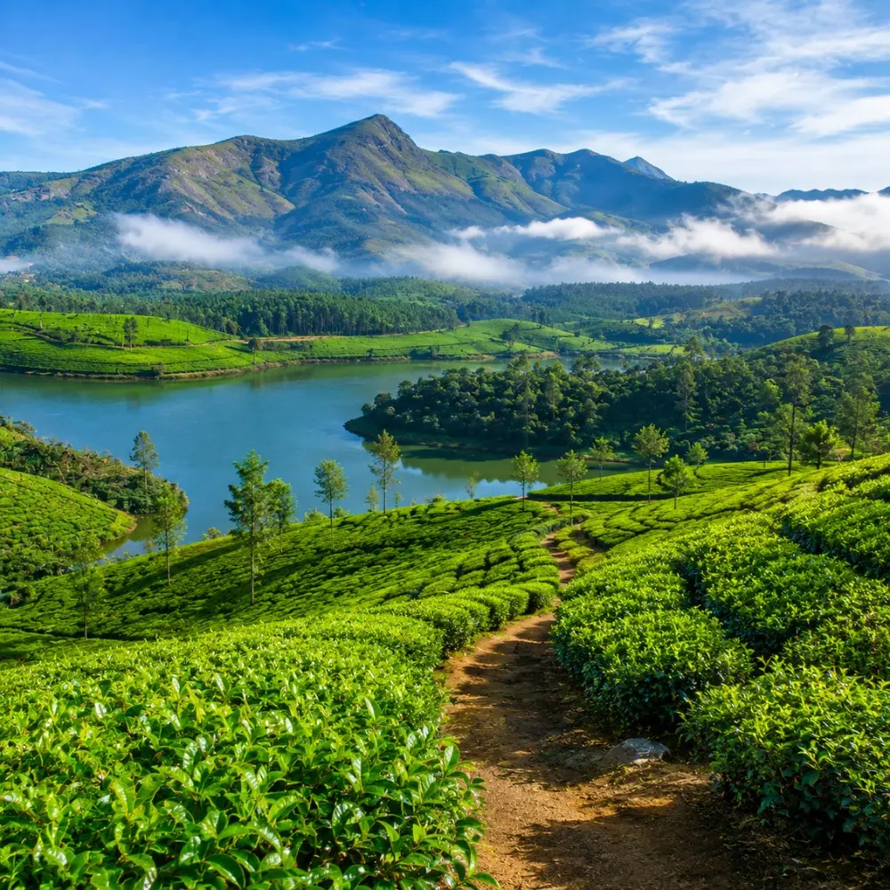 Munnar tea gardens with rolling green hills, misty valleys and clear morning light in Kerala’s Western Ghats.