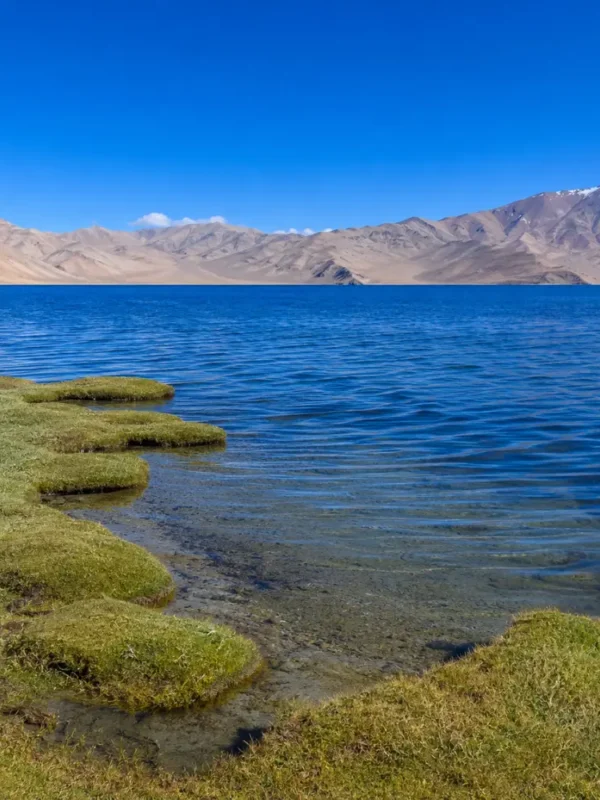 Serene Tso Moriri lake in Ladakh with deep blue water, green marshland, clear sky, and distant mountains.