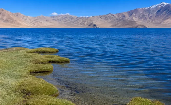 Serene Tso Moriri lake in Ladakh with deep blue water, green marshland, clear sky, and distant mountains.
