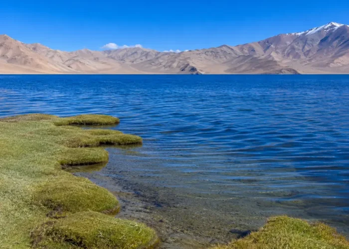 Serene Tso Moriri lake in Ladakh with deep blue water, green marshland, clear sky, and distant mountains.