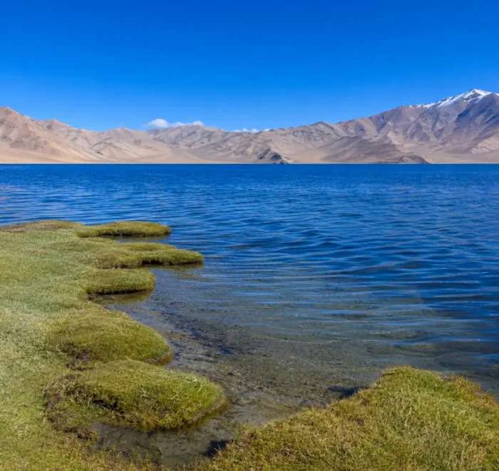Serene Tso Moriri lake in Ladakh with deep blue water, green marshland, clear sky, and distant mountains.