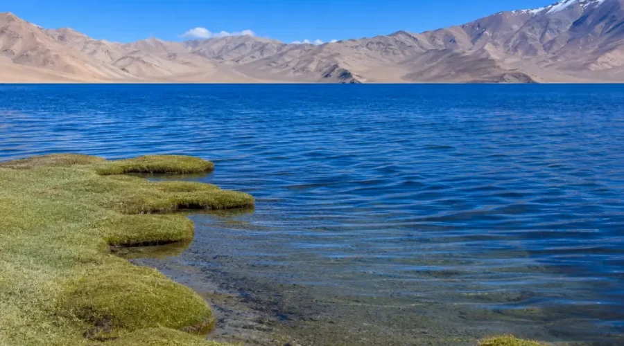 Serene Tso Moriri lake in Ladakh with deep blue water, green marshland, clear sky, and distant mountains.