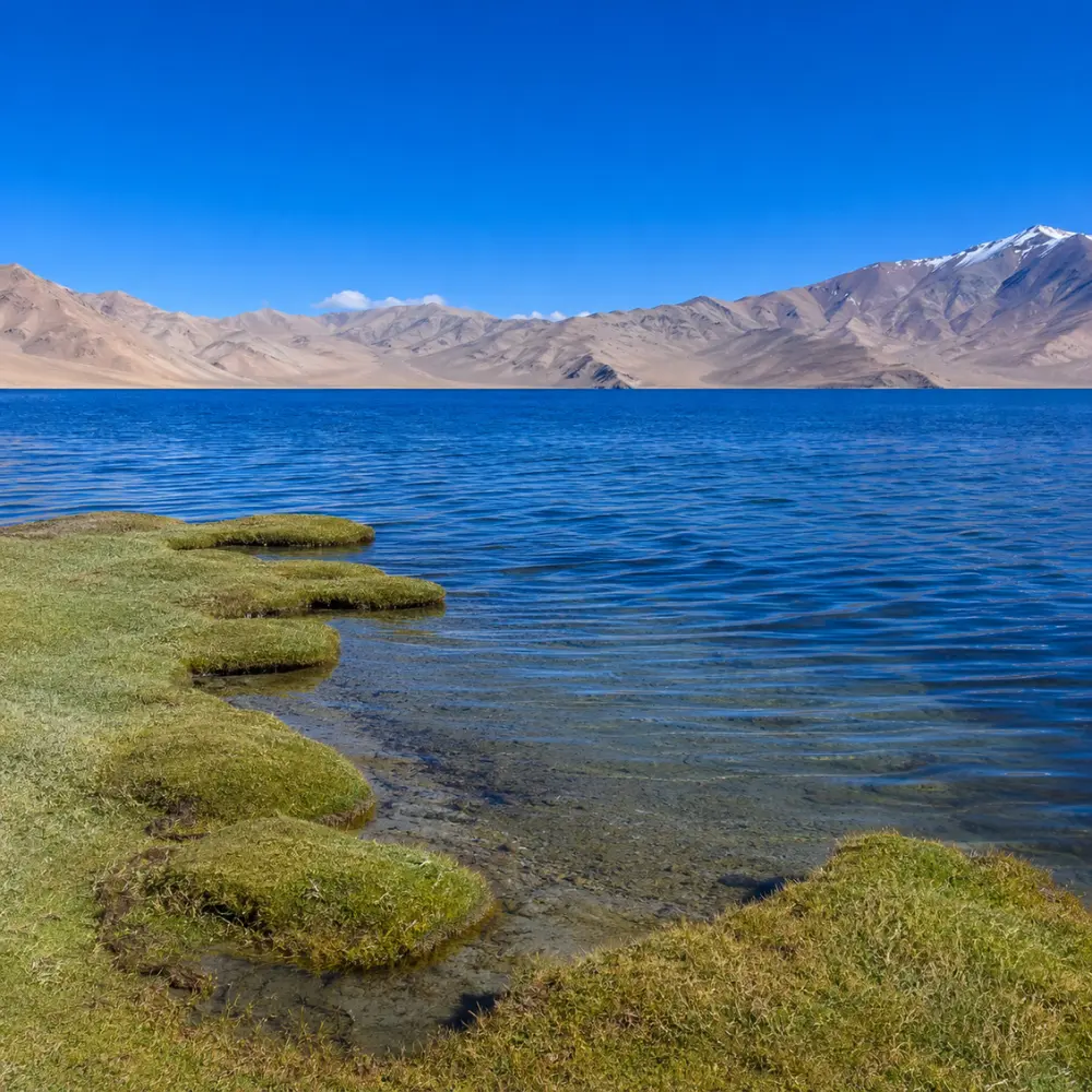 Serene Tso Moriri lake in Ladakh with deep blue water, green marshland, clear sky, and distant mountains.