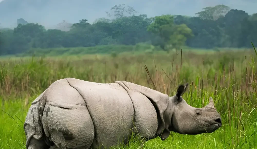 Assam Meghalaya Kaziranga package with one-horned rhino, green grasslands and scenic wildlife landscape in Northeast India