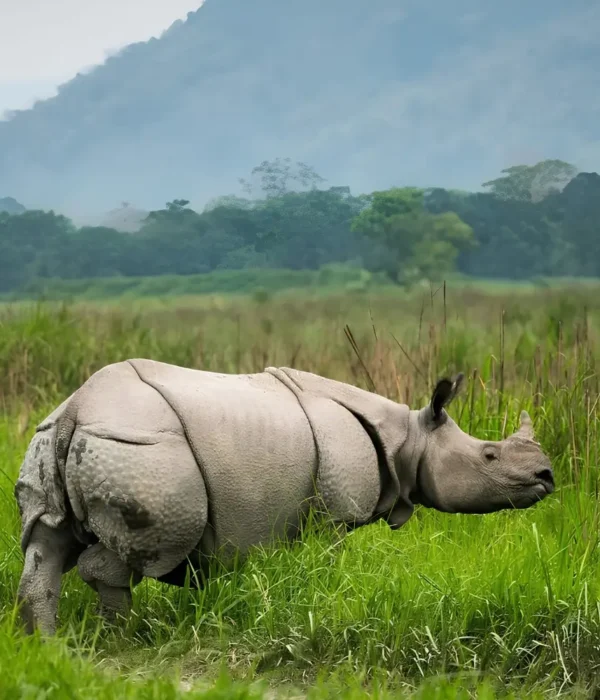 Assam Meghalaya Kaziranga package with one-horned rhino, green grasslands and scenic wildlife landscape in Northeast India