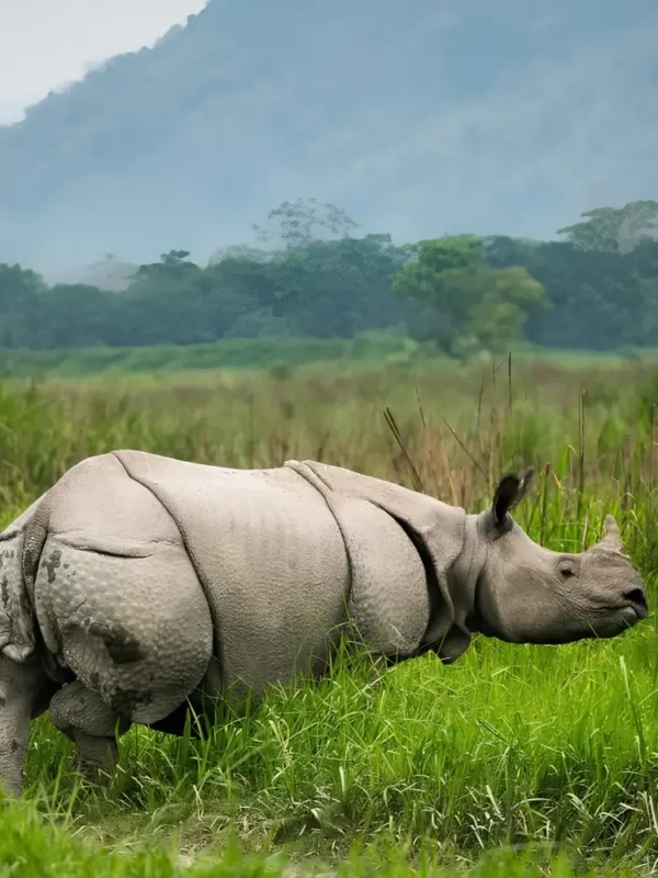 Assam Meghalaya Kaziranga package with one-horned rhino, green grasslands and scenic wildlife landscape in Northeast India