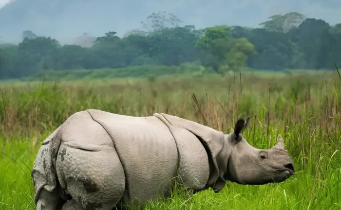 Assam Meghalaya Kaziranga package with one-horned rhino, green grasslands and scenic wildlife landscape in Northeast India