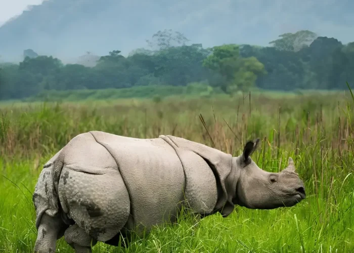 Assam Meghalaya Kaziranga package with one-horned rhino, green grasslands and scenic wildlife landscape in Northeast India