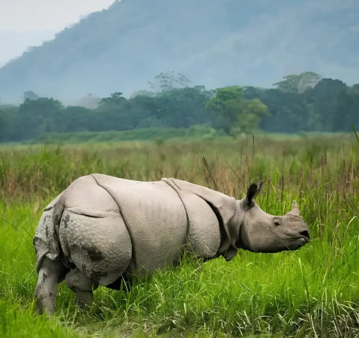 Assam Meghalaya Kaziranga package with one-horned rhino, green grasslands and scenic wildlife landscape in Northeast India