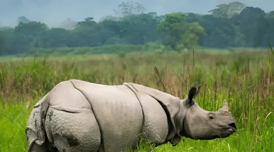 Assam Meghalaya Kaziranga package with one-horned rhino, green grasslands and scenic wildlife landscape in Northeast India