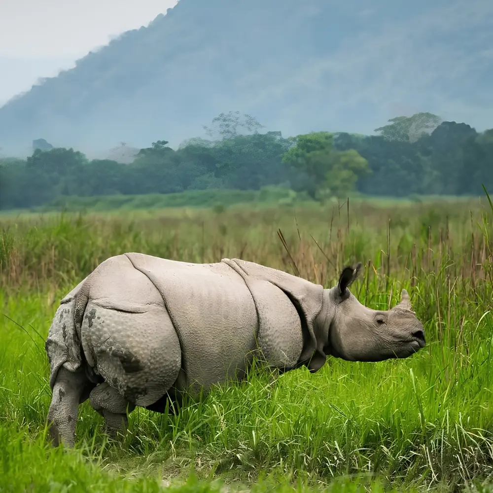 Assam Meghalaya Kaziranga package with one-horned rhino, green grasslands and scenic wildlife landscape in Northeast India