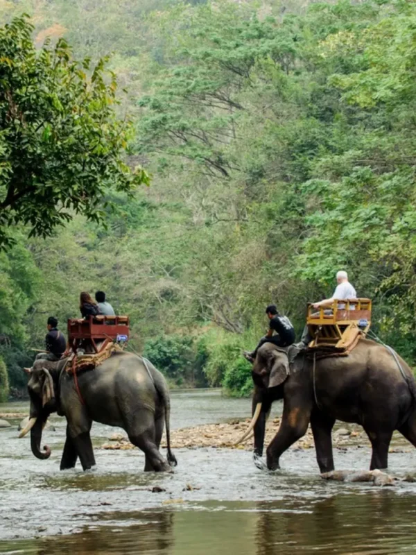 Dooars Wildlife and Nature Package with elephant safari, forest river, green jungle and scenic North Bengal wildlife