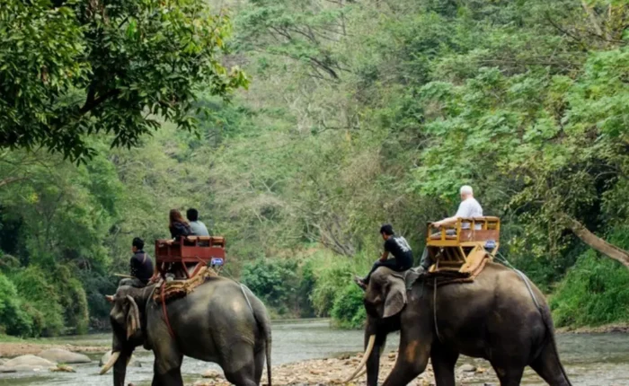 Dooars Wildlife and Nature Package with elephant safari, forest river, green jungle and scenic North Bengal wildlife